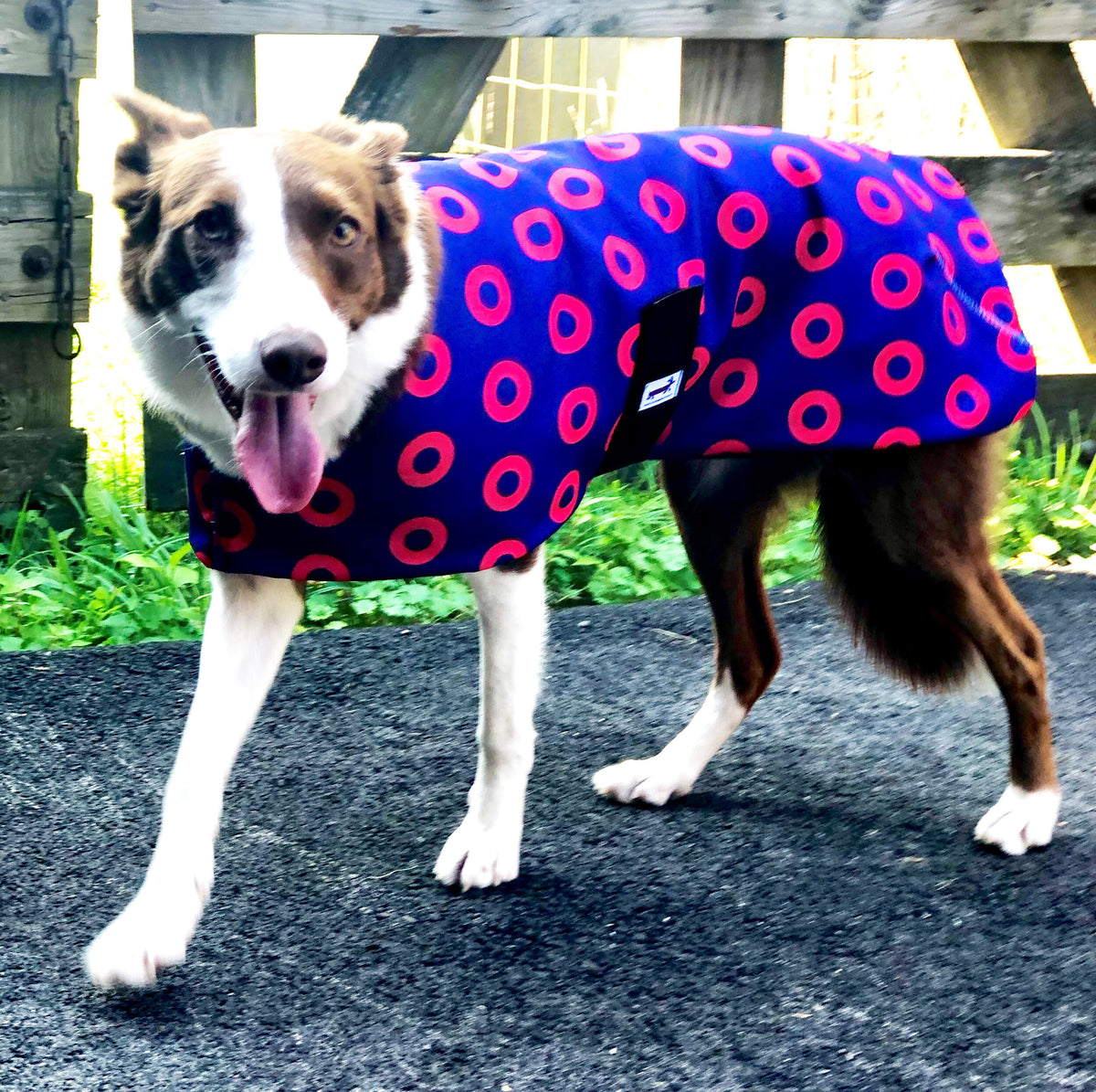 Donut Canvas Dog Coat